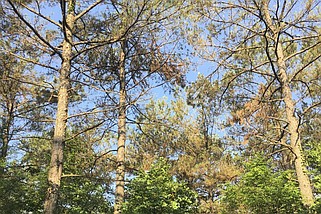 Pine trees in southeastern Arkansas are suffering from a combination of stressors in this June 2023 file photo. (Photo courtesy Michael Blazier, University of Arkansas at Monticello)